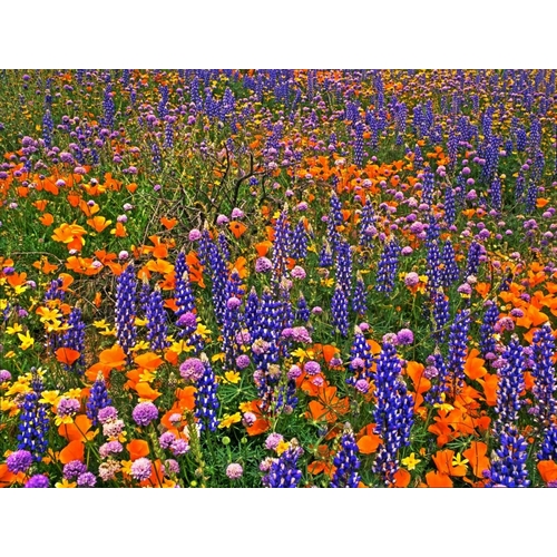 CA, Gorman Field of colorful flowers
